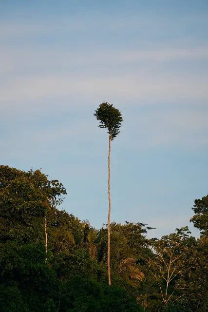 A single, exceptionally tall tree rises above a dense tropical forest canopy under the soft light of a clear sky.