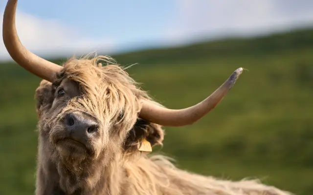 A long-haired Highland cow with large horns stands in a grassy field under bright, natural daylight.