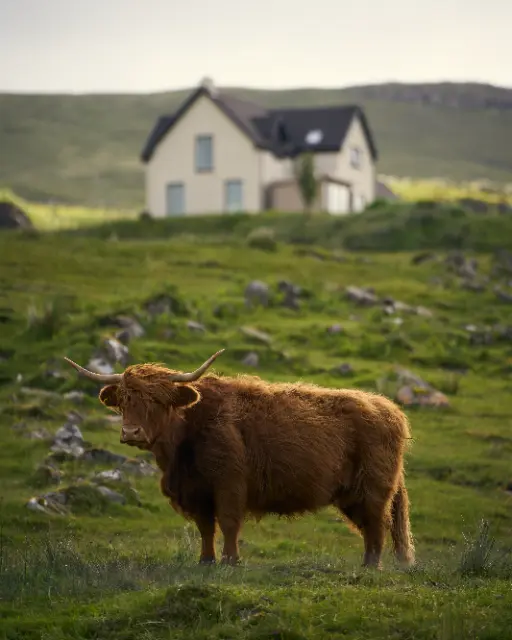 A long-haired Highland cow stands in a grassy field before a blurred house under soft, natural light.