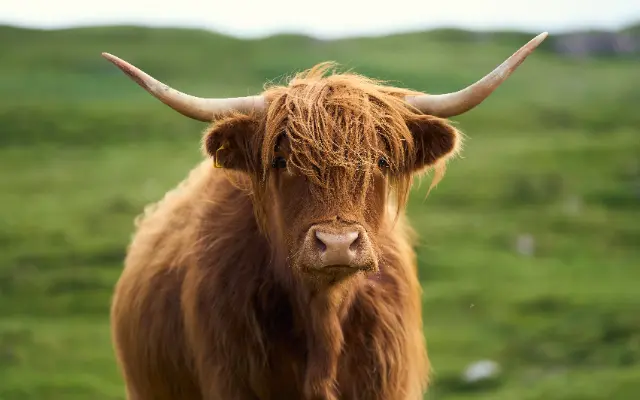 A long-haired Highland cow stands in a lush green pasture under soft, natural daylight.