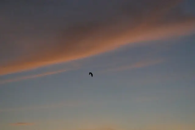 A lone bird flies through a twilight sky streaked with long, wispy clouds.
