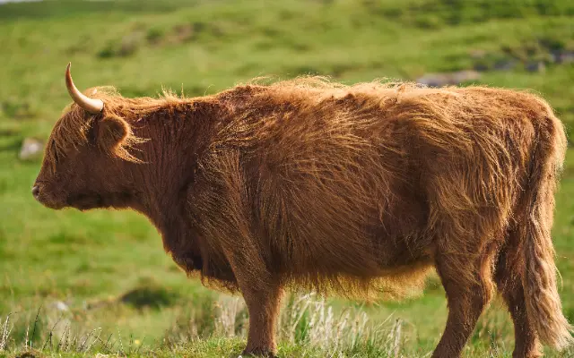 A long-haired Highland cow stands in a grassy meadow under bright, natural sunlight.