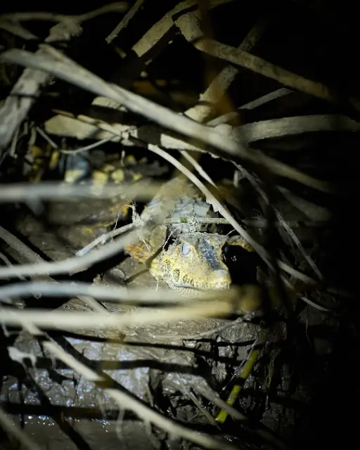 A small lizard rests amidst a tangle of dry twigs and dark mud under dim, focused light.