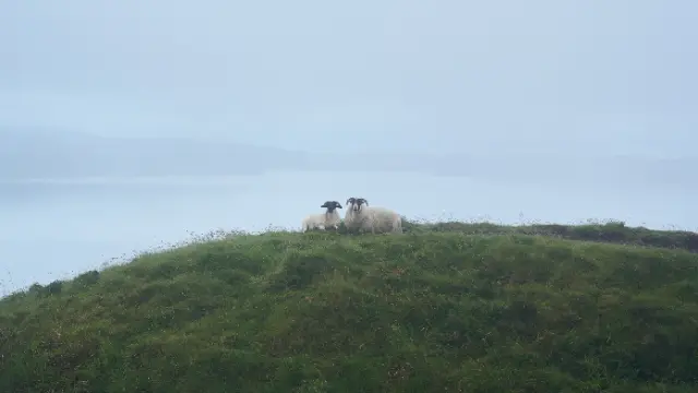 Two sheep rest on a grassy hilltop overlooking a misty lake under soft, diffused daylight.