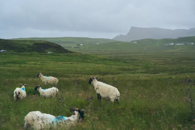 Several sheep graze in a vast, rolling green meadow under a heavy, overcast sky.