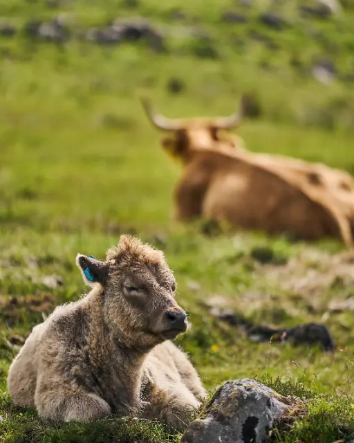 A young Highland calf rests in a grassy meadow under soft, natural sunlight.