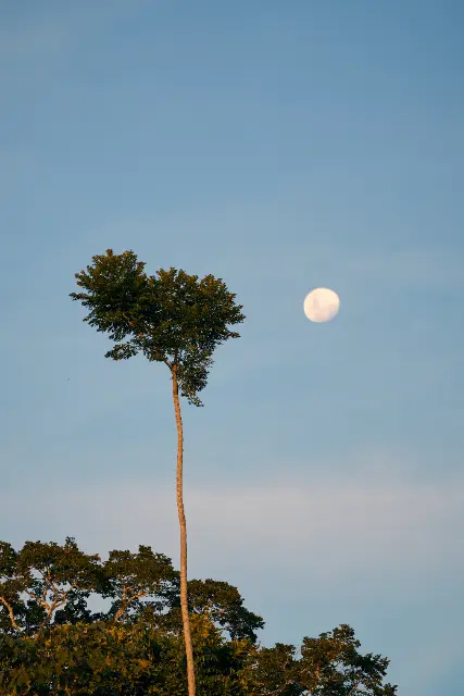 Tall, slender tree stands against a clear blue sky illuminated by the soft glow of a full moon.