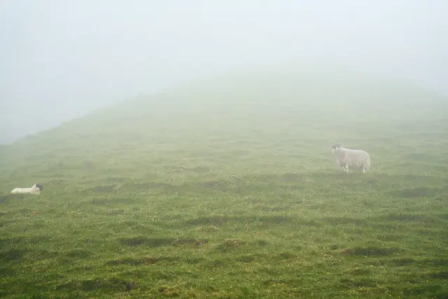 Two sheep graze on a grassy hillside shrouded in thick, diffused fog.